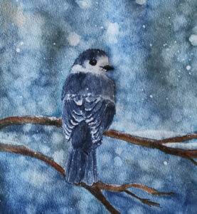 Geai Bleu en hiver