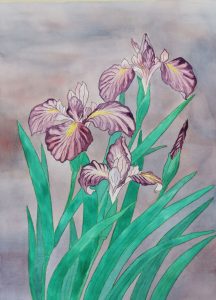Iris japonais