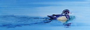 Canard-branchu