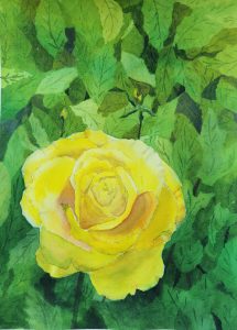 Rose jaune